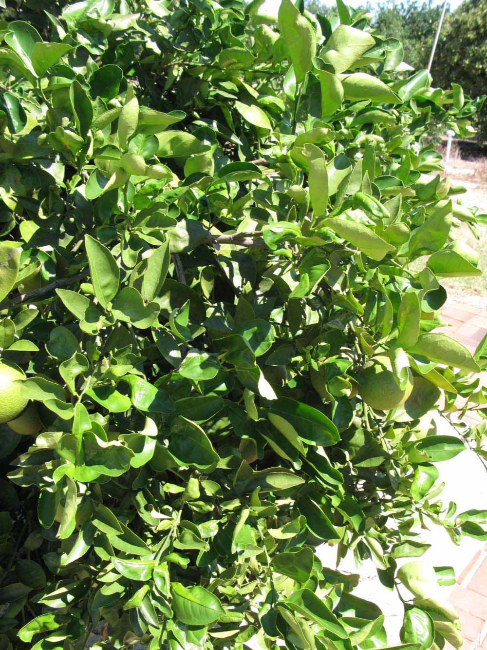              Sun leaves (Winter Haven, FL)       